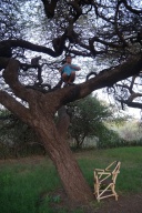 Aidan can't resist a good climbing tree. This one provides the canopy to our campsite.