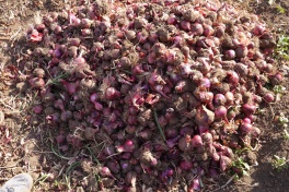 Many of the villagers in Lake Eyasi grow red onions.