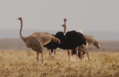Ostriches are bigger than you'd think.