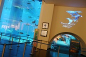 Every mall needs a world-class aquarium specializing in sharks: Dubai Aquarium.