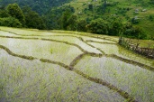 There's something very beautiful, yet simple about terraced rice paddies.