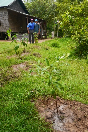 We hope that one day these trees will produce much fruit for the family.