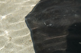Close-up with a stingray